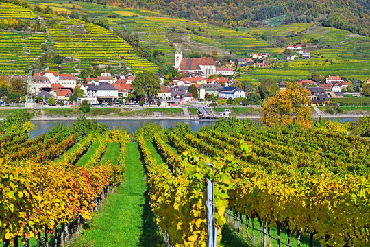 Scenic view of Spitz an der Donau through autumn vineyards with the Parish Church of Saint Mauritius in the Wachau Valley, Lower Austria