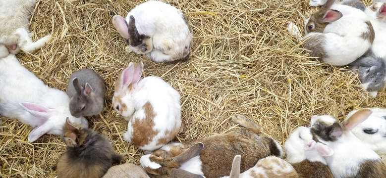 A group of fluffy rabbits of different breeds and colors resting comfortably on a dry hay bed. View from above of many domestic bunnies huddling together in a barn or farm environment.