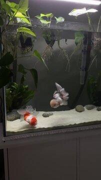 Two Oranda goldfish swimming in clean freshwater aquarium with live plants and white sand
