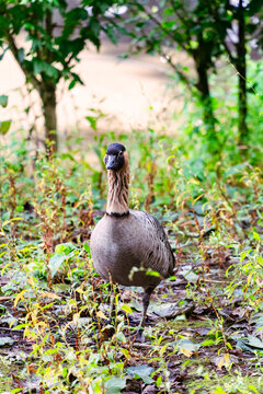 Nene goose hawaiian goose branta sandvicensis standing in lush greenery