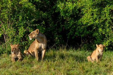 Obraz premium Lioness with cub. Lions strengthen family bonds through affectionate behavior in the Masai Mara game reserve in Kenya.