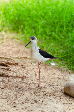 Black-winged stilt standing on one leg in nature