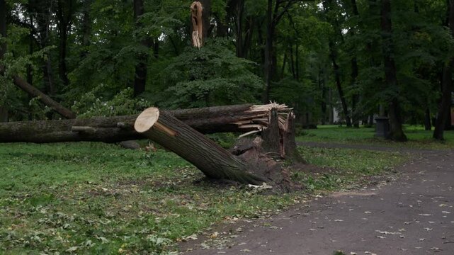 Broken fallen tree blocking park path after storm with fresh debris, green forest backdrop and overcast light