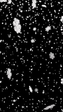 Beautiful White Snowflakes Falling Slowly Against a Deep Black Background
