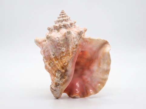 Large pink conch seashell standing vertically on a white background with sea shell marine life ocean shell seashell specimen spiral shell nature specimen isolated shell mollusk shell sea snail