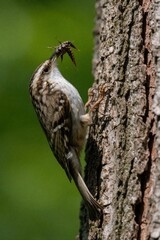 Naklejka premium Small bird climbs tree trunk holding insects in beak. Parent bird brings food for hungry chicks in nest. Nature wildlife captures avian parent care in forest.