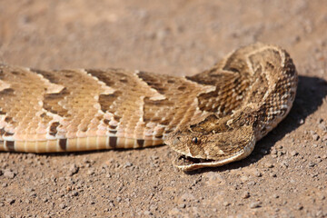 Naklejka premium Puffotter / Puff adder / Bitis arietans arietans
