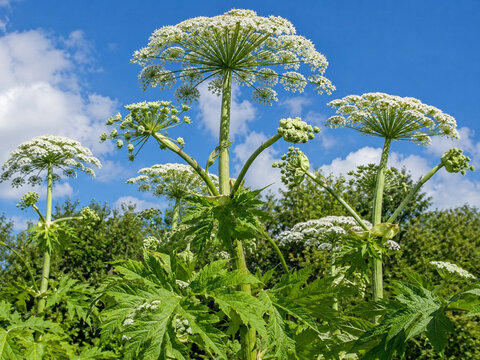 Riesen-B&auml;renklau mit wei&szlig;en Bl&uuml;tendolden vor blauem Himmel