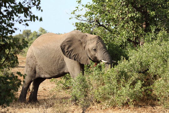 Afrikanischer Elefant / African elephant / Loxodonta africana