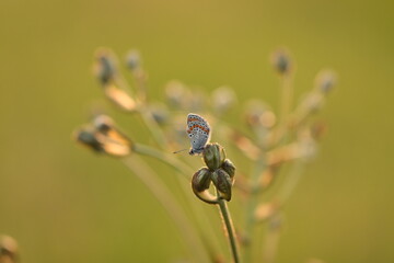 una farfalla comune blu su un fiore al tramonto © Simona