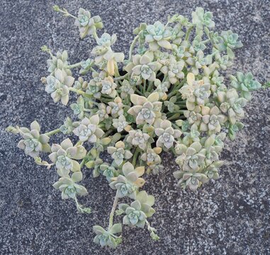 Graptopetalum paraguayense ssp. bernalense