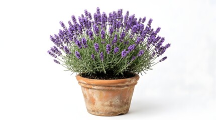 Naklejka premium Purple lavender plant blooming in terracotta pot
