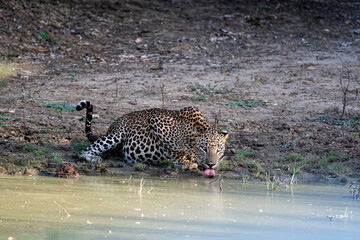 Thirsty leopard © Dilan