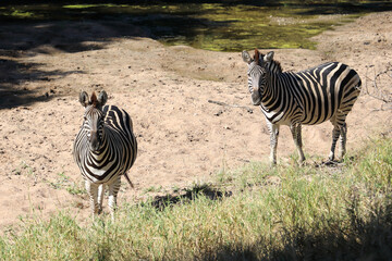 Naklejka premium Steppenzebra / Burchell's zebra / Equus quagga burchellii