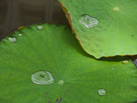 water lily leaf and water drop