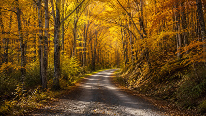 Fototapeta premium Sunlit forest road through vibrant golden autumn foliage