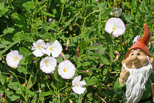 Bl&uuml;hende Ackerwinde, Convolvulus arvensis, Nahaufnahme