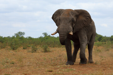 Fototapeta premium Afrikanischer Elefant / African elephant / Loxodonta africana