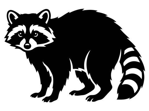 Cute Wild Raccoon Vector, Masked Mammal and Forest Animal Graphic