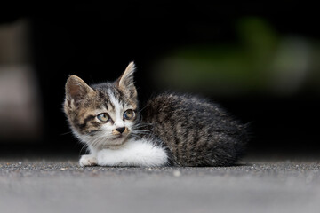 頭身が低くてかわいいキジトラ柄とぶち猫柄の野良猫 © AnagoSagari