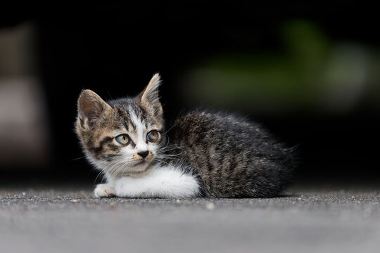 頭身が低くてかわいいキジトラ柄とぶち猫柄の野良猫