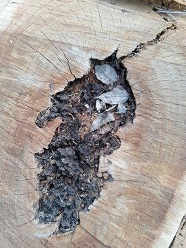 Rotten hollow core of an old tree stump. Macro shot of a wood cross section with fallen dry leaves inside