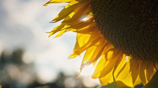 Close-up of a blooming sunflower with yellow petals and seeds in bright summer sunlight. Concept of summer season and natural blooming of oilseed crops on the field