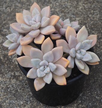 Graptopetalum 'Snow-White' mature succulent plant