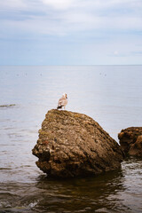 Young herring gull perched on a moss covered boulder in calm Baltic Sea water under a soft overcast sky © Jelena
