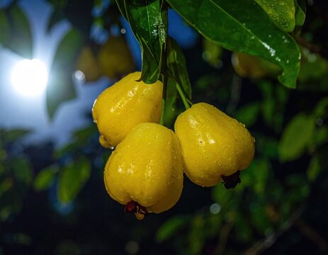 Yellow rose apples hanging from branch.
