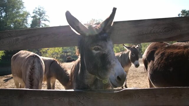 Close-up video of several donkeys standing together behind a rustic wooden fence in a sunny outdoor enclosure.