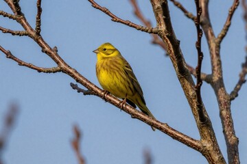 Naklejka premium Small yellow songbird sits on tree branch against clear blue sky. Wild warbler perches on twig in spring nature. Bright avian wildlife rests in garden forest. Tiny colorful bird enjoys sunny day