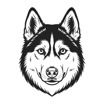 Black and white vector illustration of a Siberian Husky dog head in a detailed woodcut style. Front view of an Alaskan Malamute face with symmetrical markings isolated on a white background.