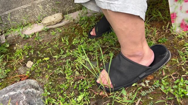 雨上がりに雑草を抜く高齢者