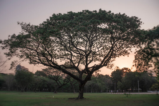 Trees in a peaceful city park at early morning with soft sunlight and fresh atmosphere.