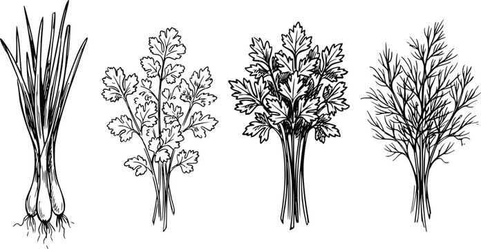 Herb collection illustration featuring hand drawn culinary plants like green onions parsley cilantro and dill in black white ink sketch