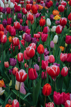 Colorful field of mixed red purple pink and white tulips blooming in spring