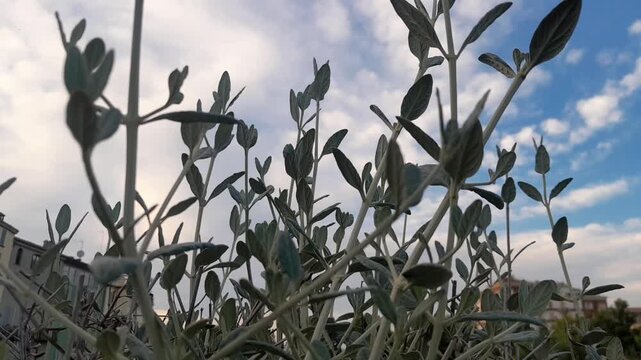 Teucrium fruticans plant leaves, and branches video footage. Tree germander gardening botany on isolated sky background. 