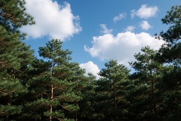 Naklejka premium Pine forest canopy against bright blue sky with fluffy clouds. Tall evergreen trees form a dense natural background, perfect for outdoor themes.