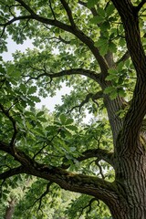 Obraz premium Majestic ancient oak tree branches reach skyward in verdant foliage. Sunlight filters through green leaves, revealing textured bark. Nature scene shows a tree in a park or forest.