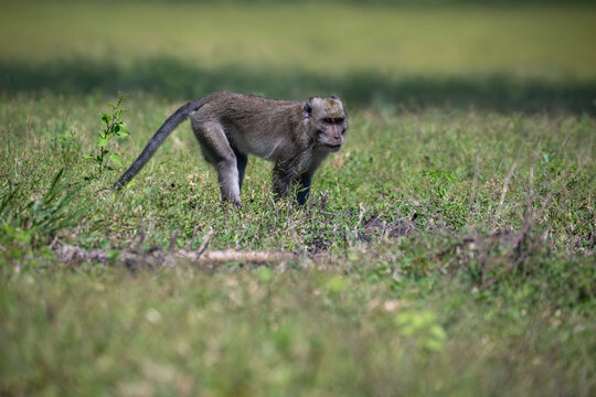 A grey-furred long-tailed macaque (Macaca fascicularis) living in its natural habitat on the island of Java.