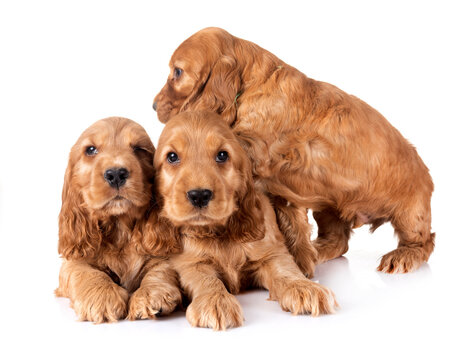 puppies cocker spaniel