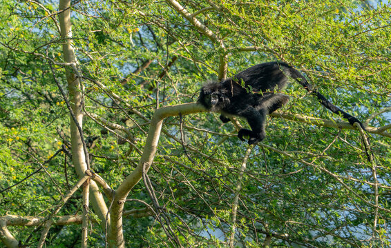 A grey-furred long-tailed macaque (Macaca fascicularis) living in its natural habitat on the island of Java.