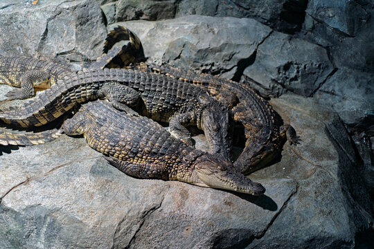 Group of crocodiles overlapping and resting together on rock surface