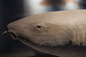 Close up head profile of nurse shark taxidermy specimen in natural history museum © 家俊 周