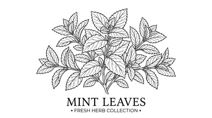 Obraz premium Very beautiful black and white realistic vector illustration of hand-drawn mint leaves with serrated edges and dense botanical foliage, MINT LEAVES • FRESH HERB COLLECTION, isolated on white backgroun