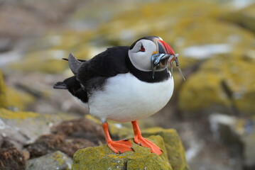 The Greedy Puffin © Alex