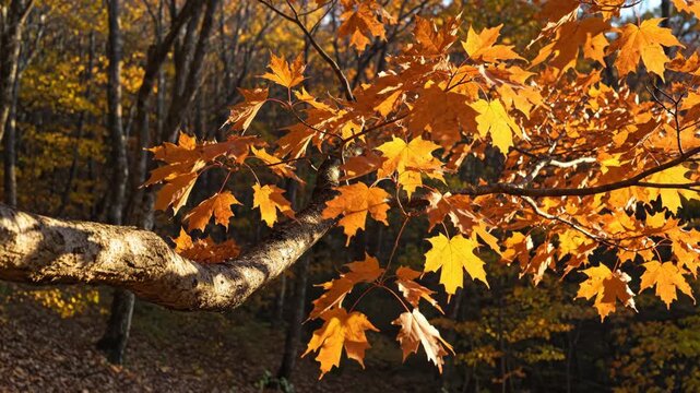 A weathered maple limb carries crisp copper foliage above a leaf covered woodland floor, where angled afternoon light reveals natural bark texture and a secluded forest setting in peak fall color