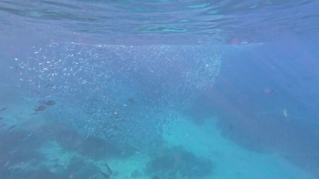 Shoal long jawed mackerel Rastrelliger kanagurta and fusiliers in frantic fish feeding frenzy at swimming and moving in unison at ocean surface in Yasawa Islands, Fiji, South Pacific