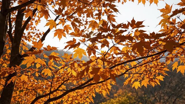 Interlaced maple limbs carry vivid orange foliage across an open sky, with a distant wooded ridge softly visible between leaves and branches in a calm, airy view of rich seasonal forest color